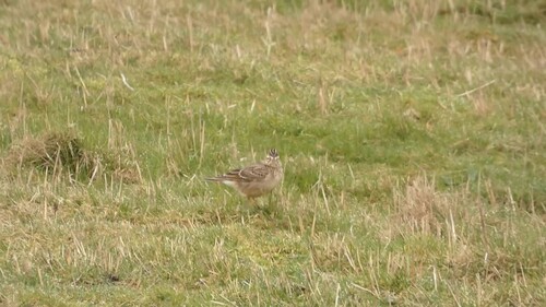 Eurasian Skylark, De Waal, Netherlands, photo 8 of 10