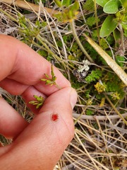 Chaerophyllum colensoi colensoi