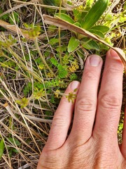 Chaerophyllum colensoi colensoi