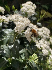 Bombus