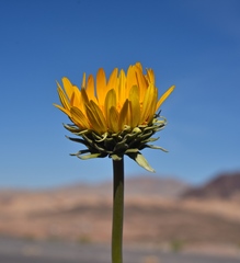 Enceliopsis argophylla