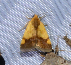 Acontia thapsina