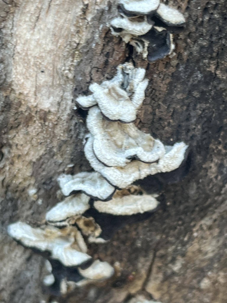 Auricularia mesenterica · April 2026 · photo: © t0nb0 (iNaturalist, cc-by)
