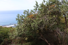 Cassytha ciliolata, photograph (c) Tony Rebelo, some rights reserved (CC BY-SA)