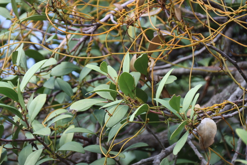 Cassytha ciliolata, photograph 4