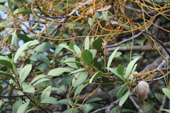 Cassytha ciliolata, photograph (c) Tony Rebelo, some rights reserved (CC BY-SA)