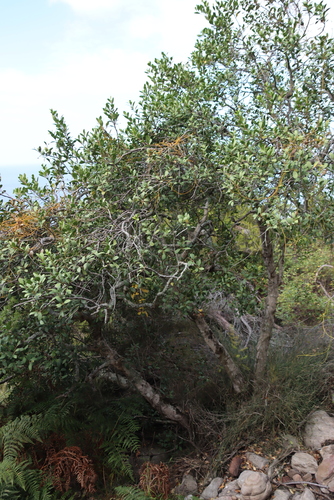 Cassytha ciliolata, photograph 6