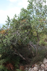 Cassytha ciliolata, photograph (c) Tony Rebelo, some rights reserved (CC BY-SA)