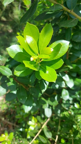 strawberry tree