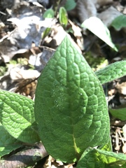 Symphytum tuberosum