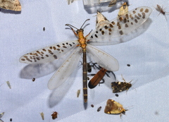 Mjobergia fulviguttata