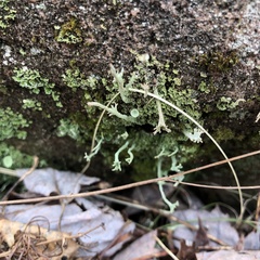 Cladonia crispata
