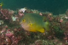 Plectroglyphidodon gascoynei