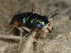 Australicapitona bostockii