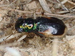 Australicapitona bostockii