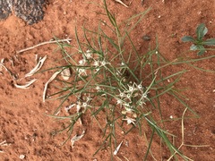 Cynanchum orangeanum