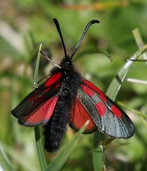 Zygaena exulans