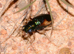 Australicapitona bostockii