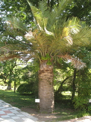 Jubaea chilensis