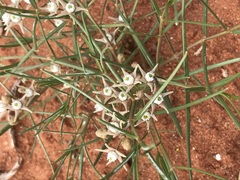 Cynanchum orangeanum