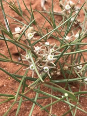 Cynanchum orangeanum