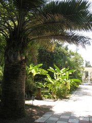 Jubaea chilensis