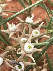 Cynanchum orangeanum