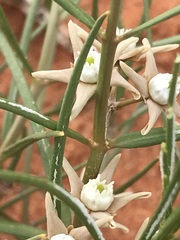 Cynanchum orangeanum