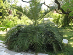 Jubaea chilensis
