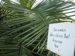Jubaea chilensis
