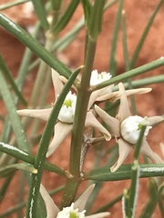 Cynanchum orangeanum