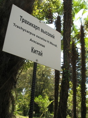 Trachycarpus fortunei