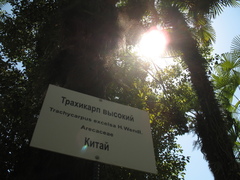 Trachycarpus fortunei