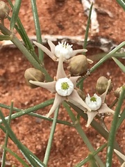 Cynanchum orangeanum