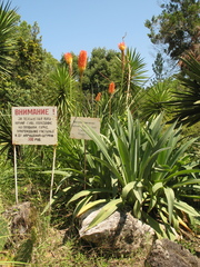 Kniphofia