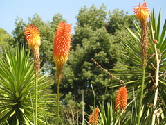 Kniphofia
