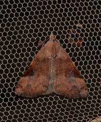 Avatha discolor