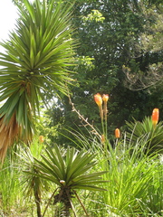Kniphofia