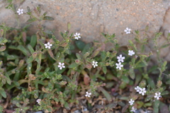 Silene sedoides