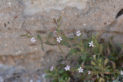 Silene sedoides, photograph 1