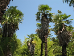Trachycarpus fortunei