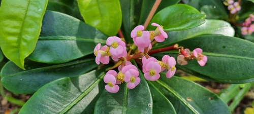 Euphorbia lophogona
