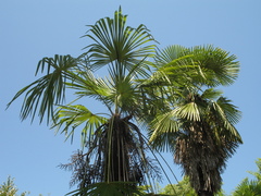 Trachycarpus fortunei