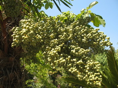 Trachycarpus fortunei