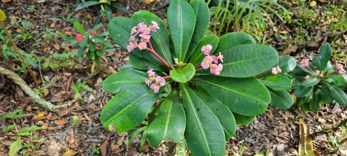 Euphorbia lophogona, photograph 1