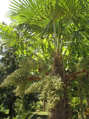 Trachycarpus fortunei
