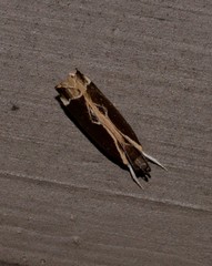 Chaliniastis astrapaea