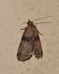 Lophoptera hemithyris