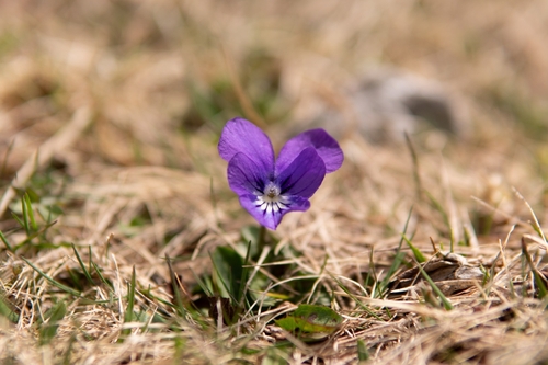 Viola alpina, photograph 1