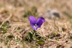 Viola alpina, photograph (c) Philipp Pavelka, some rights reserved (CC BY)